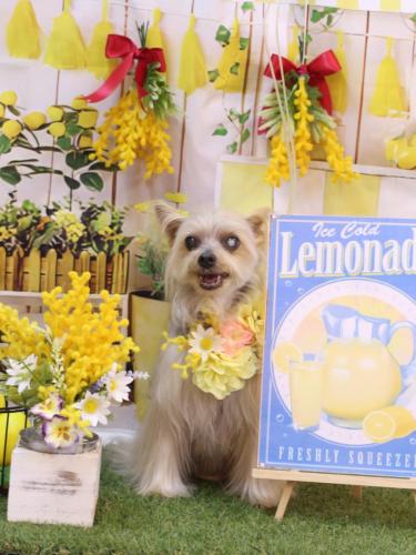 20240409ココちゃん